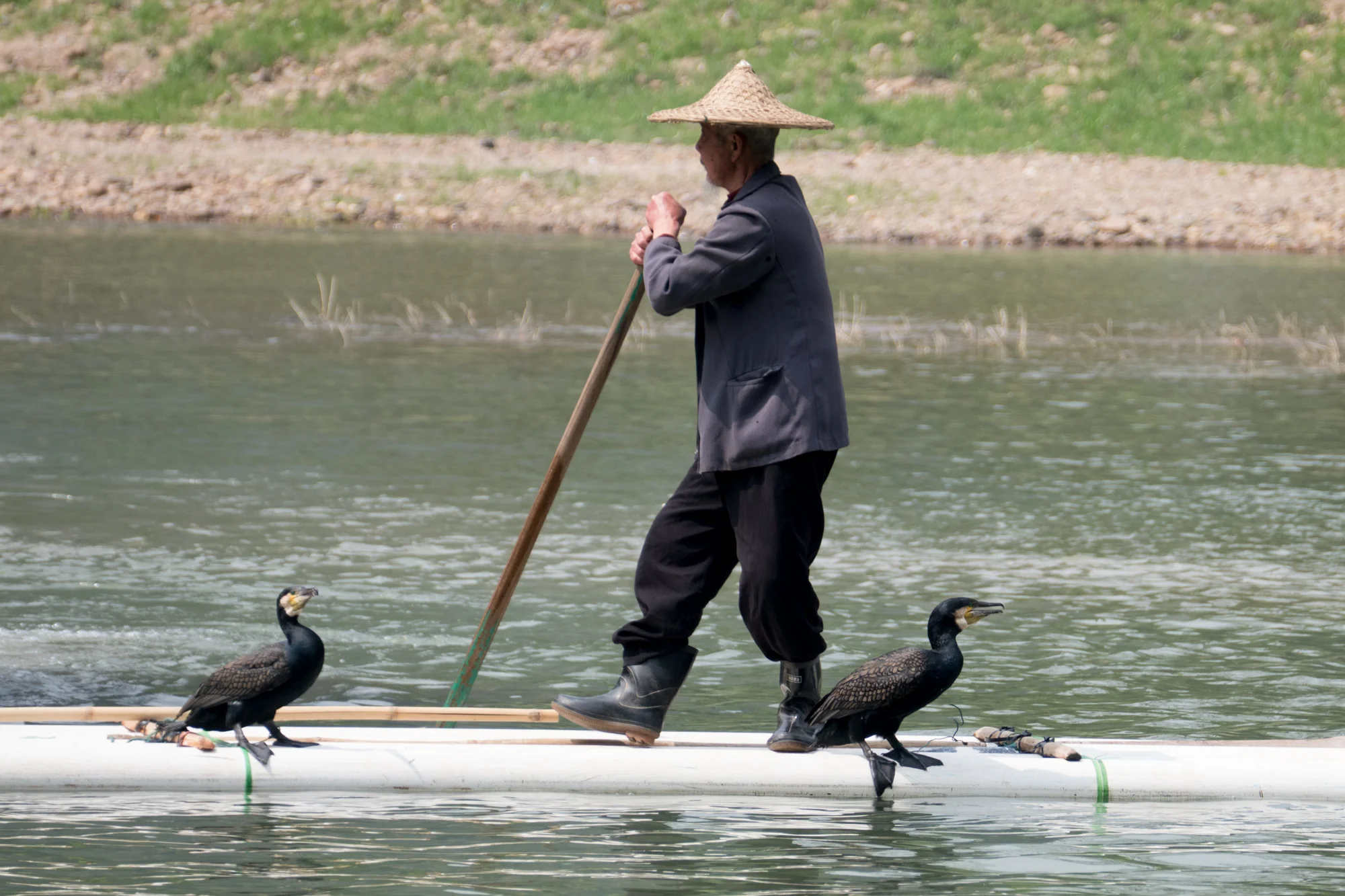 Fisherman with cormorants