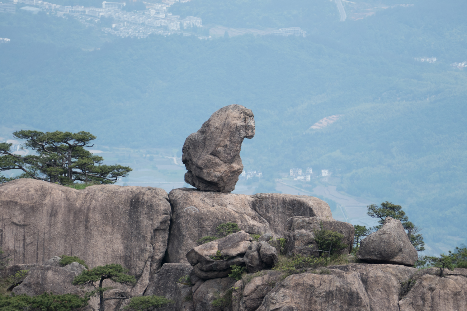 Monkey gazing at the sea of clouds