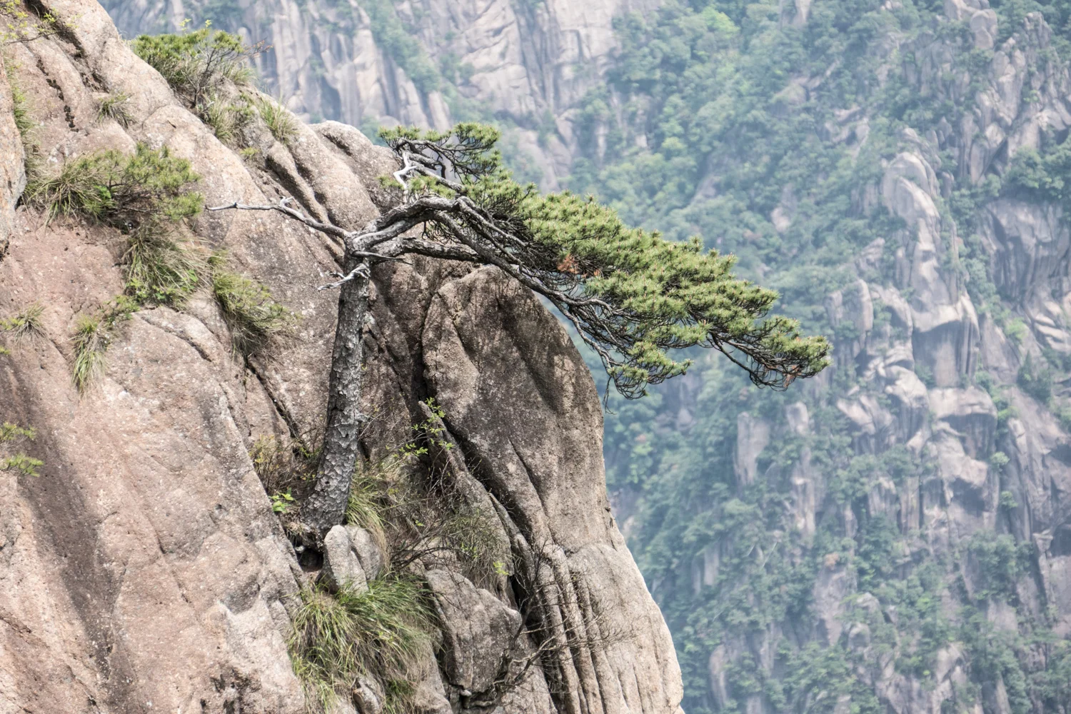 Ancient pine trees growing in rock