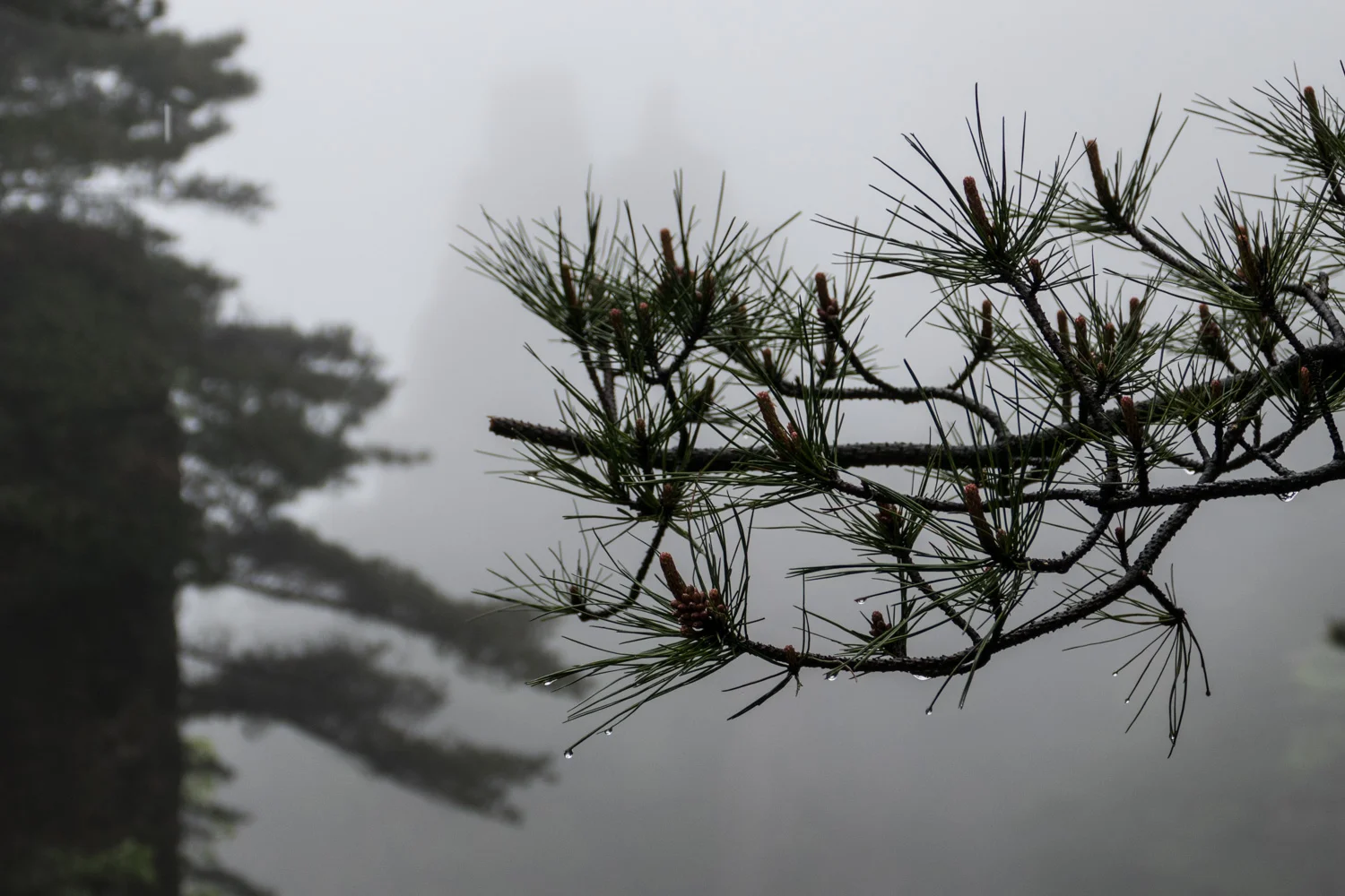 Rain drops on pine needles