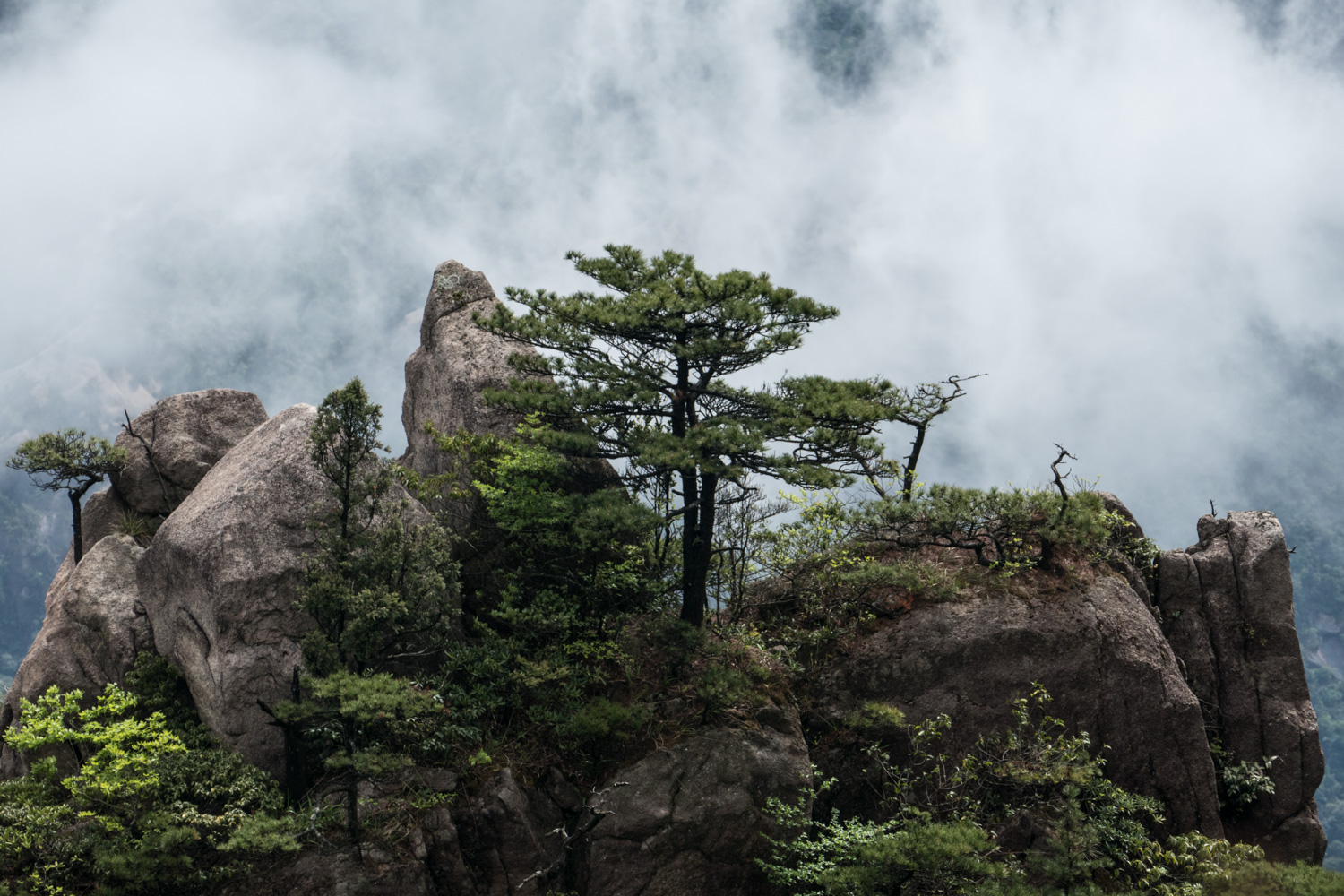 Rocks and pine trees in cloud