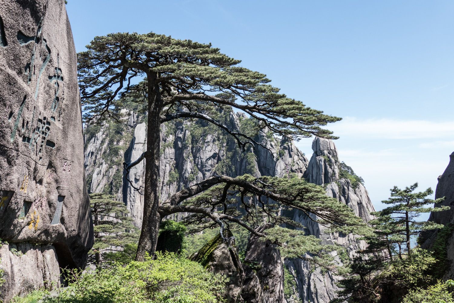 Welcoming pine tree, one of the most famous spots on the mountain and possibly the most photographed tree in the world