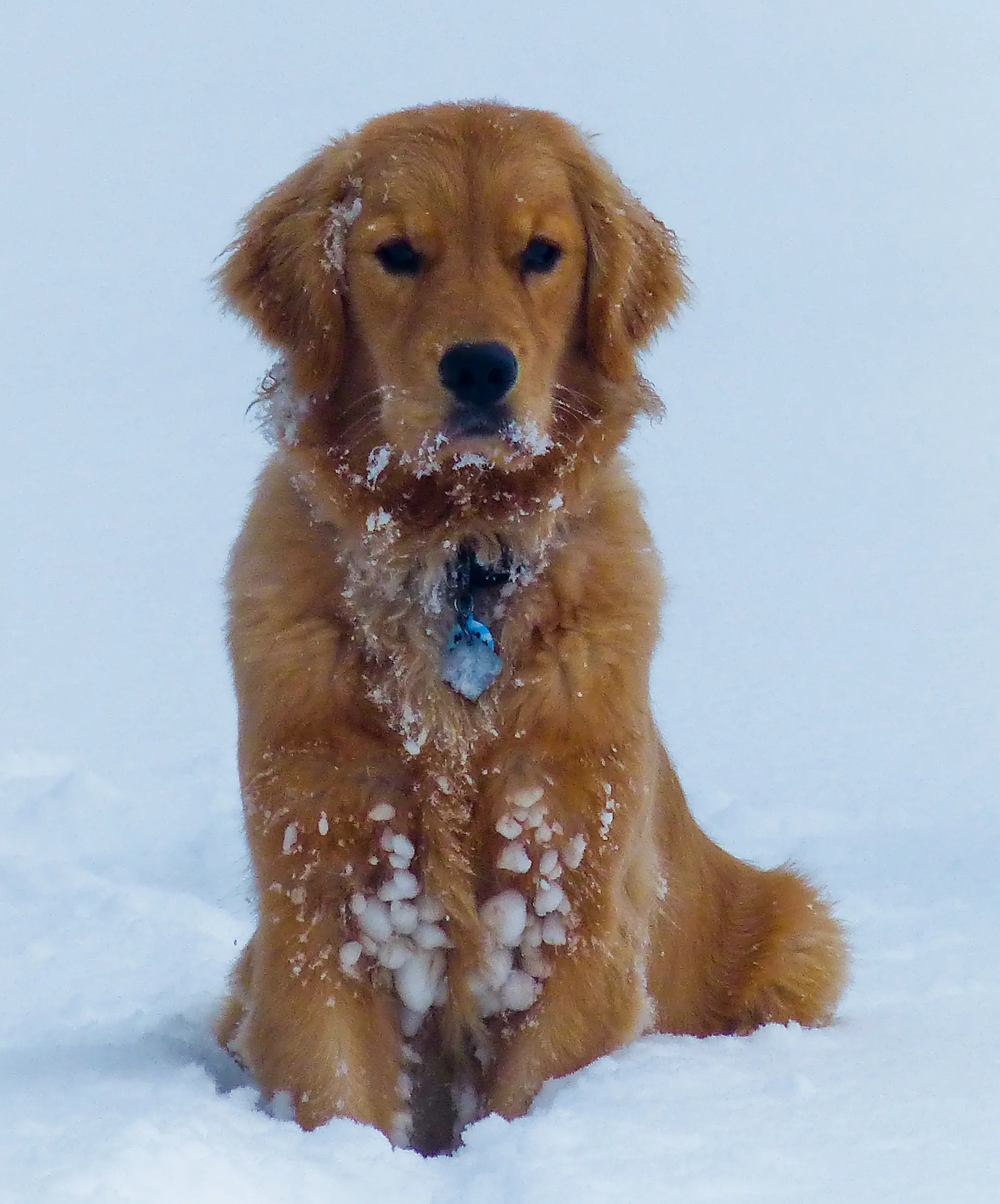 Maple loves the snow