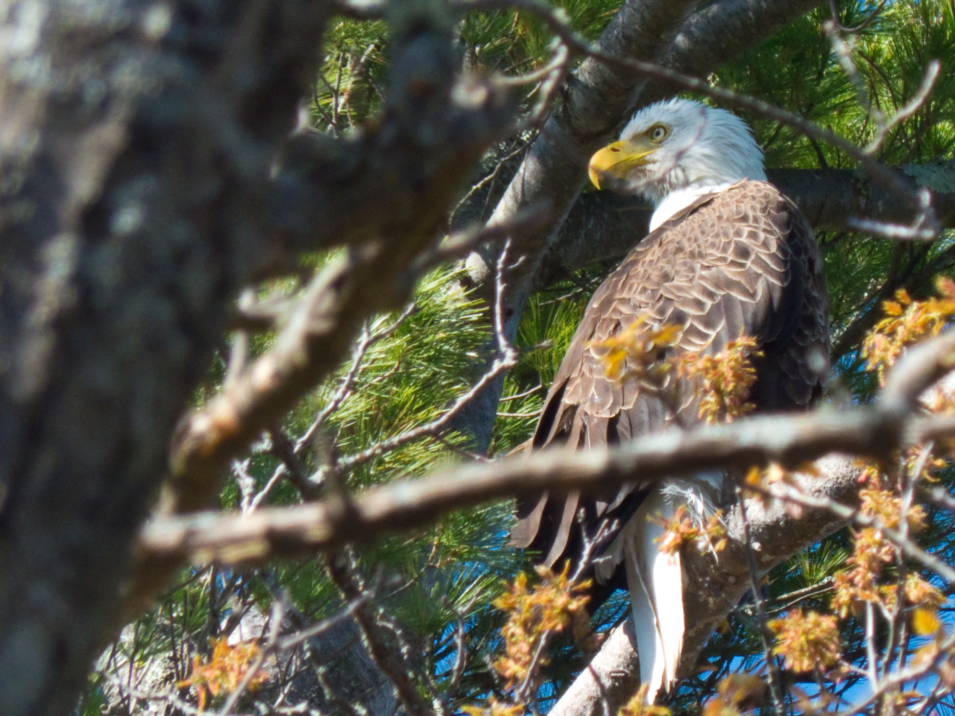 Keeping an eye on the nest