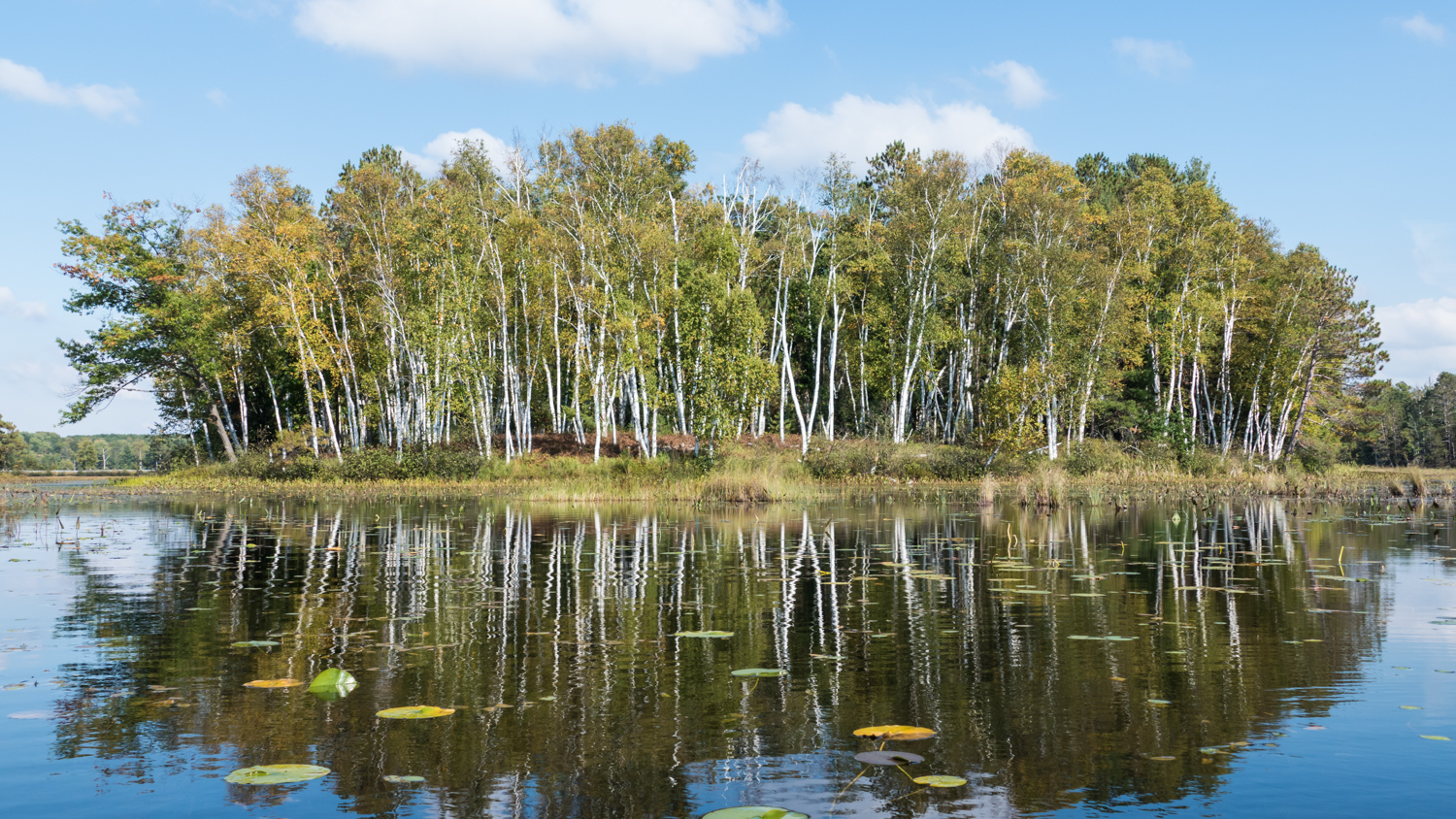 Reflections of a birch stand