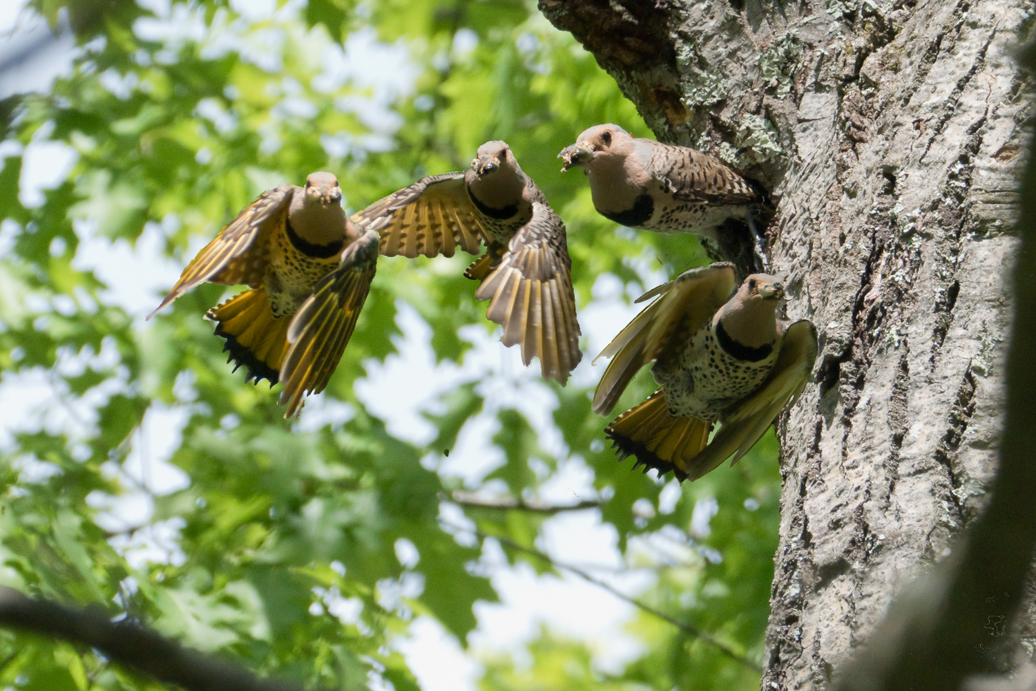 Sequence of a flicker leaving its nest