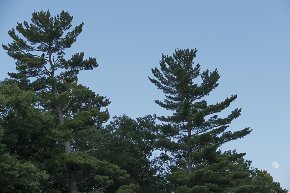 The eaglet is on the pine tree on the left and the nearly full moon is rising slowly at the far right.