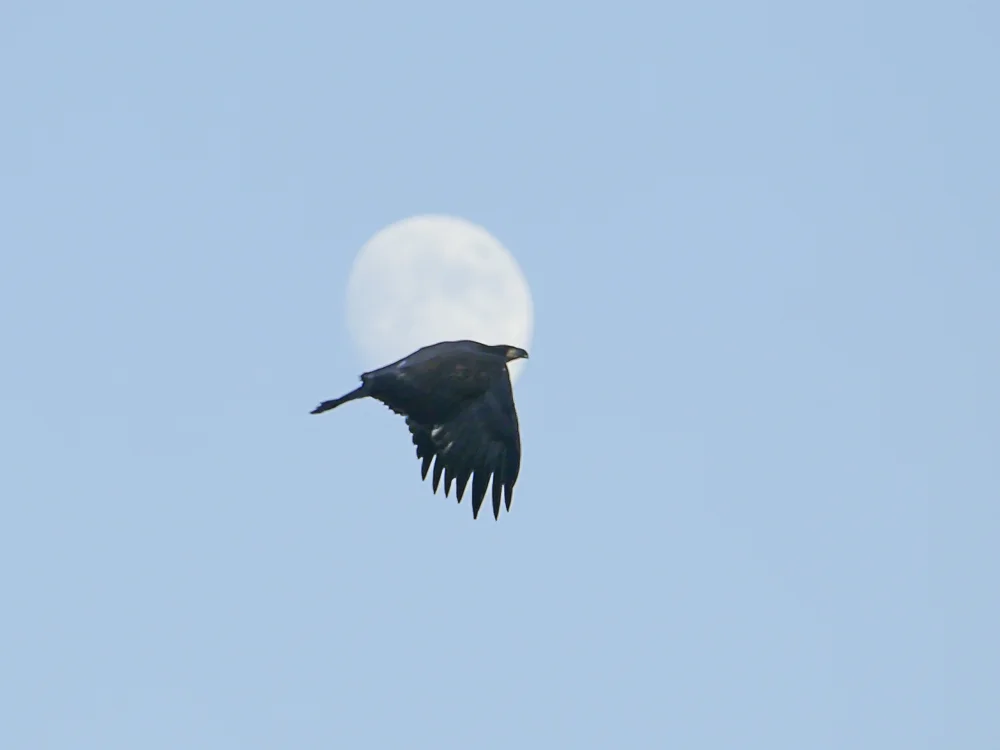 Fly me to the moon!