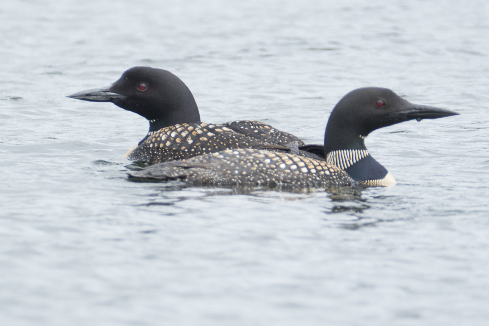 Loons are often seen in pairs