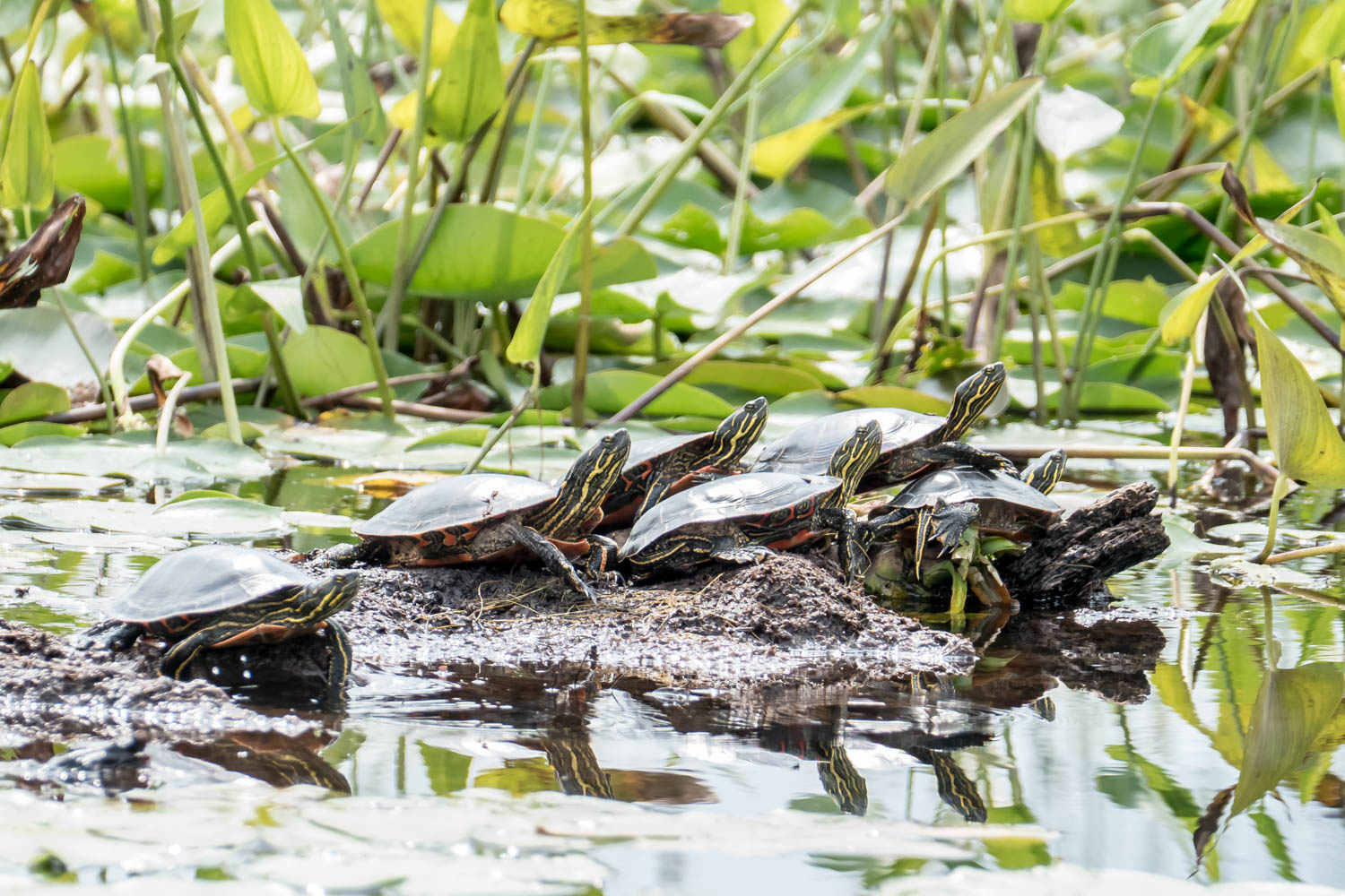 Painted turtles