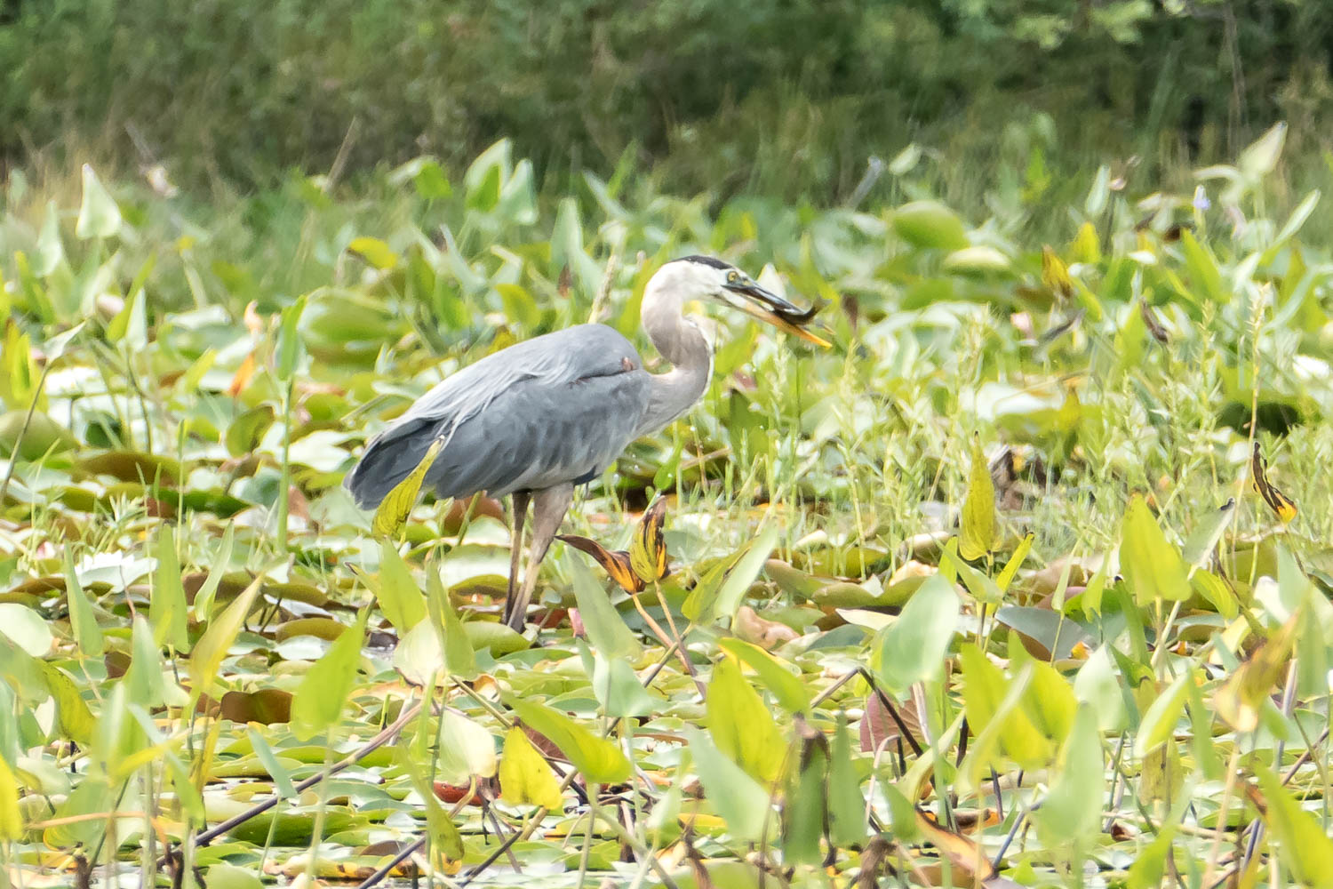 Great blue heron with lunch