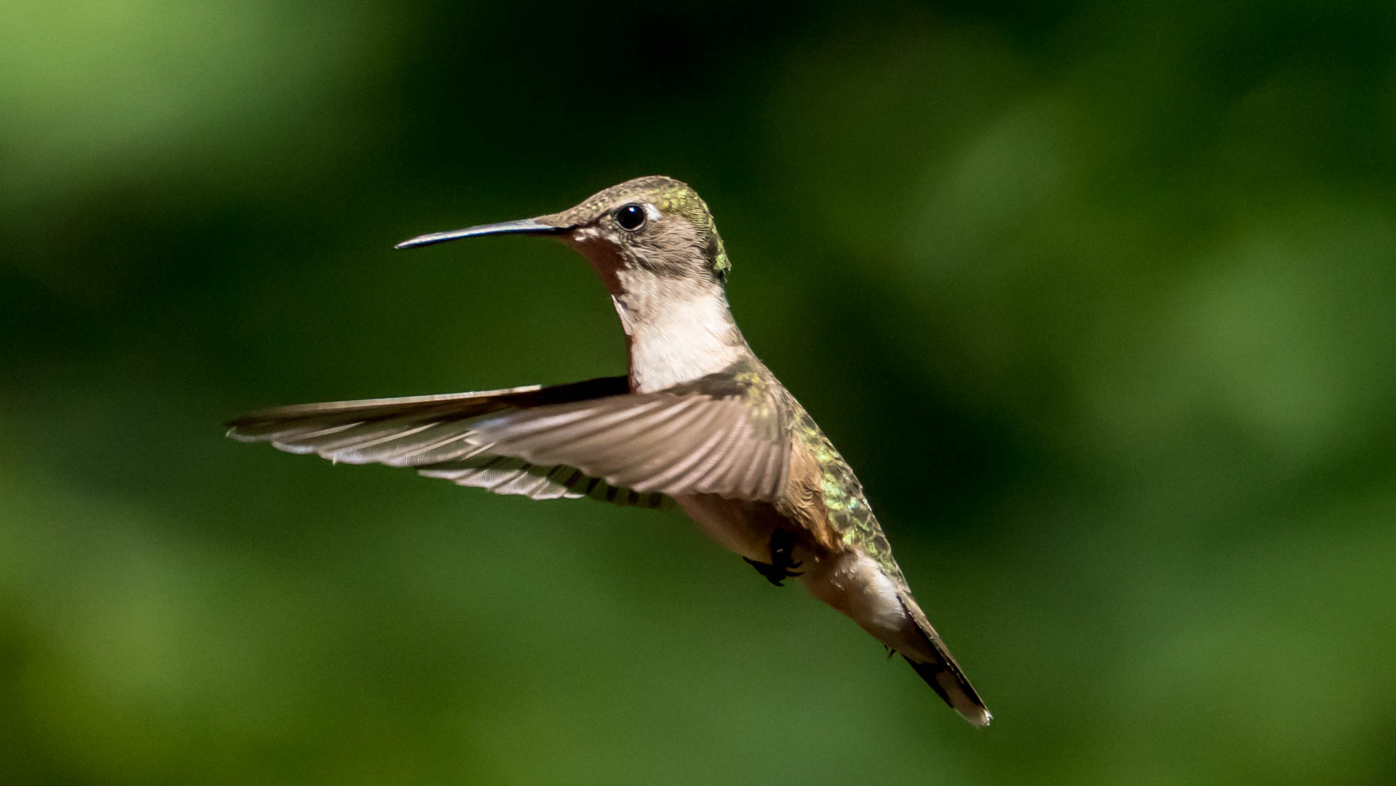 Ruby throated hummingbird