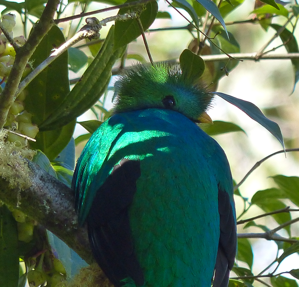 A resplendent quetzal in the wild