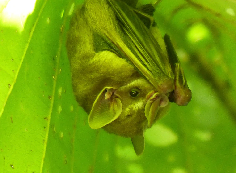 Bat hiding under a leaf. I have no idea how the guide knew it was here.
