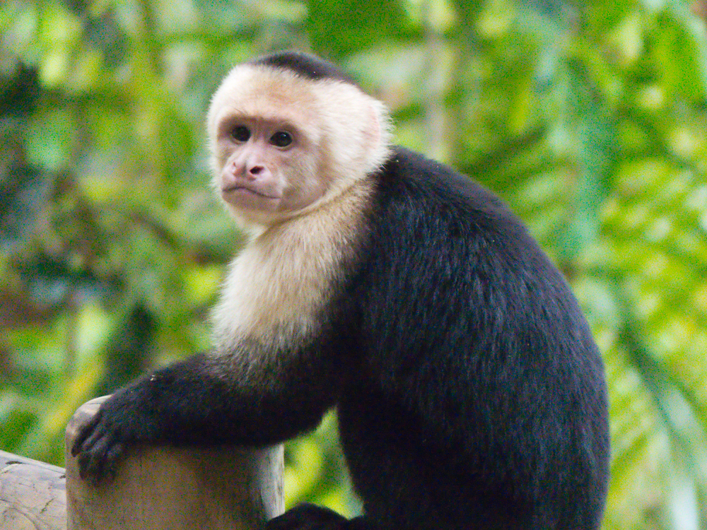 Capuchin monkey