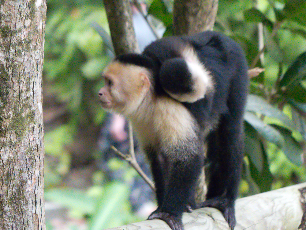 Capuchin monkey with young