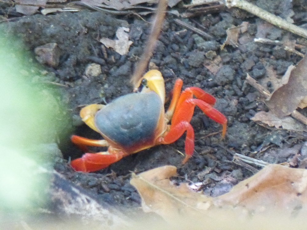 Land crab in rainforest