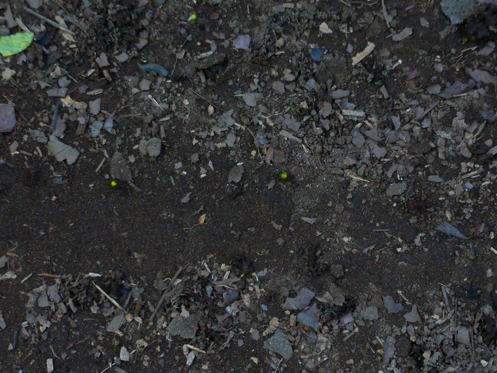 The leaf cutter ant highway can be seen running left/right across the picture.
