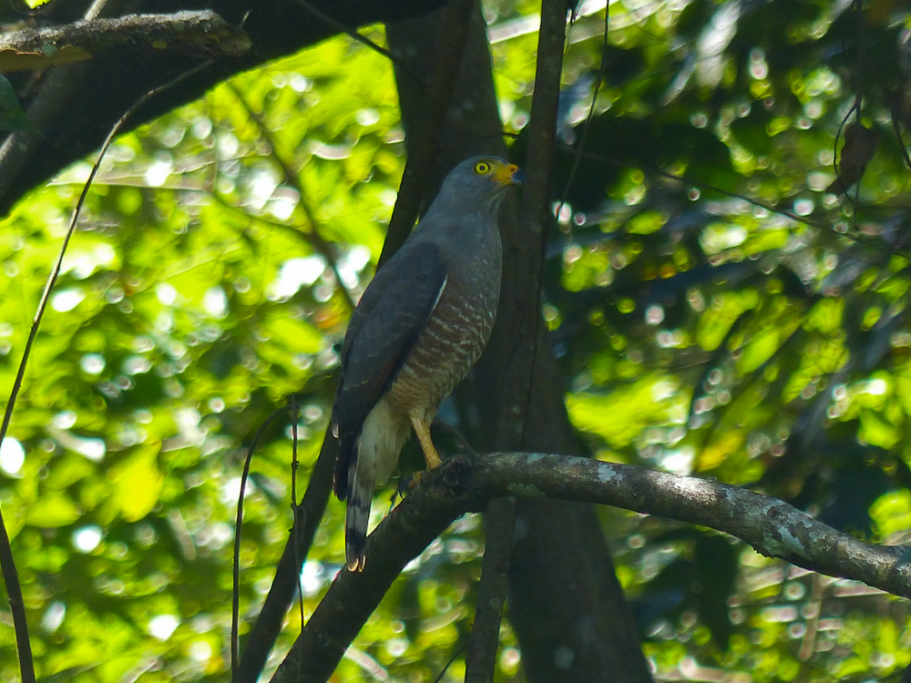 Barred Hawk at the Hacienda Baru Wildlife Refuge