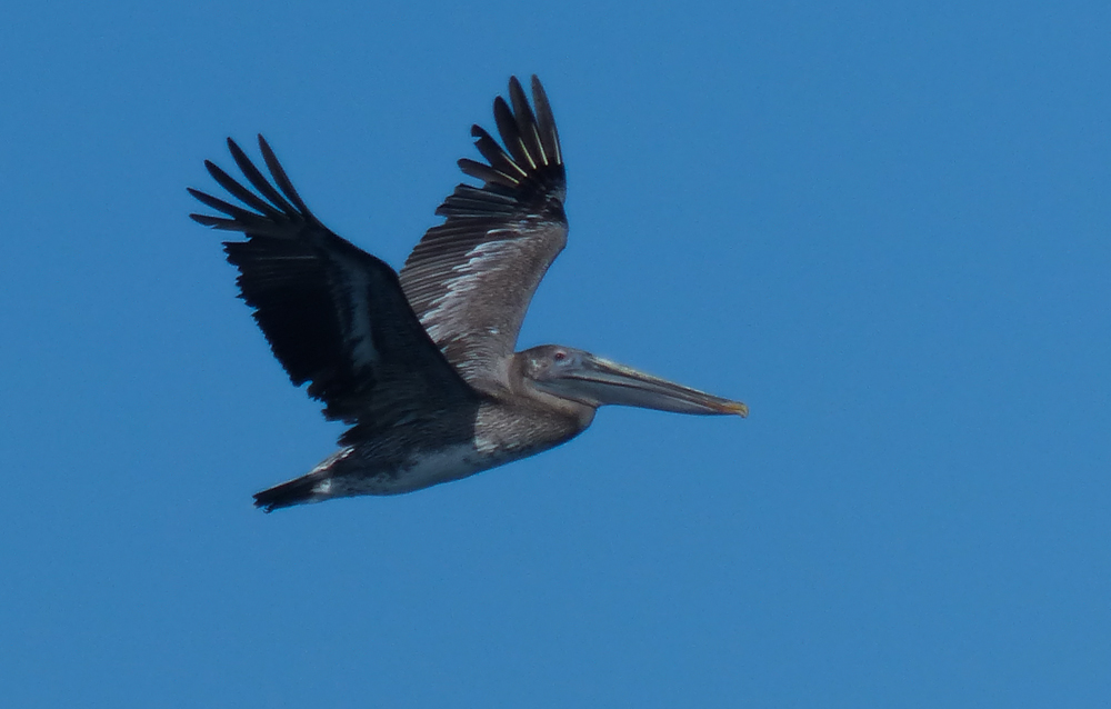 Pelican
