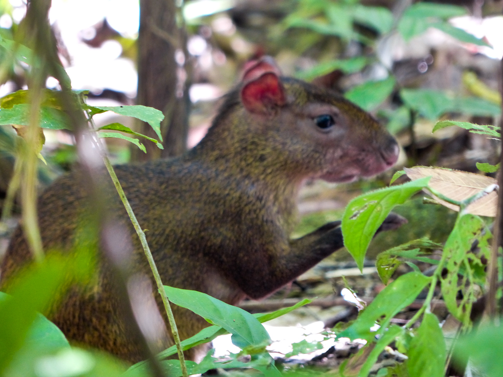 Agouti