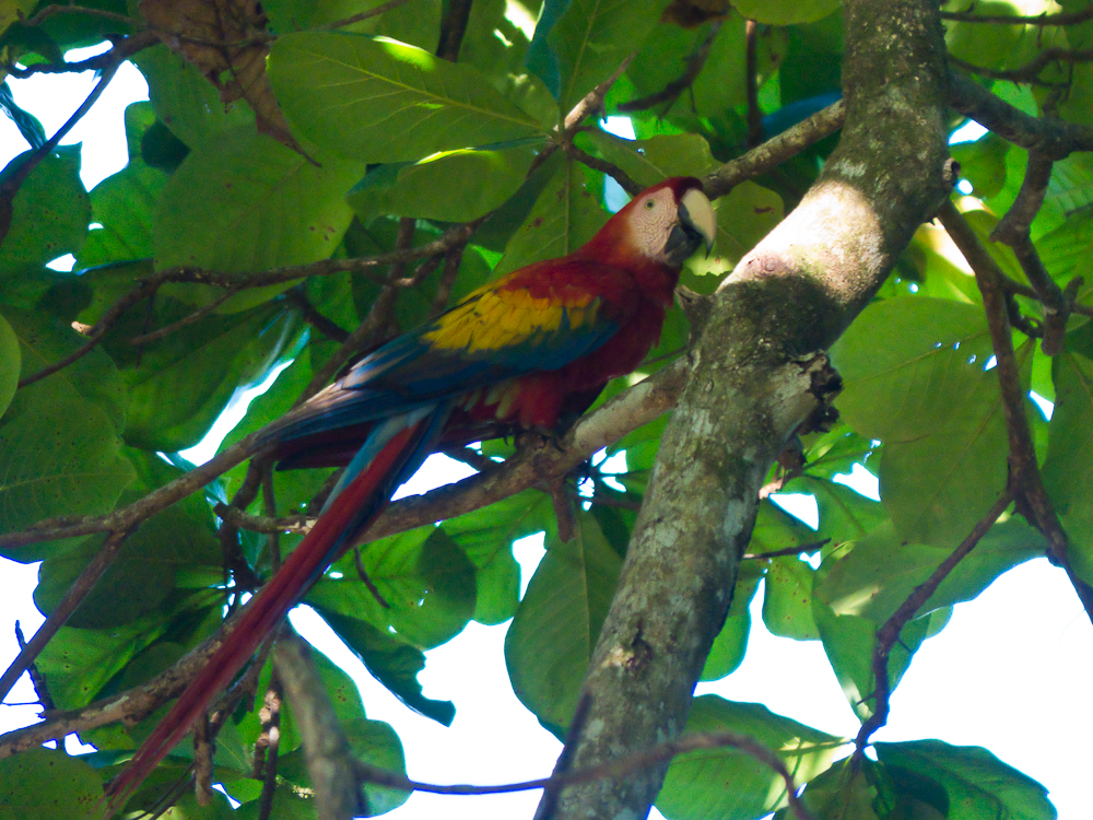 Scarlett macaw