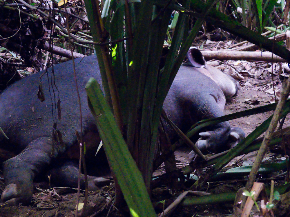 Sleeping tapir