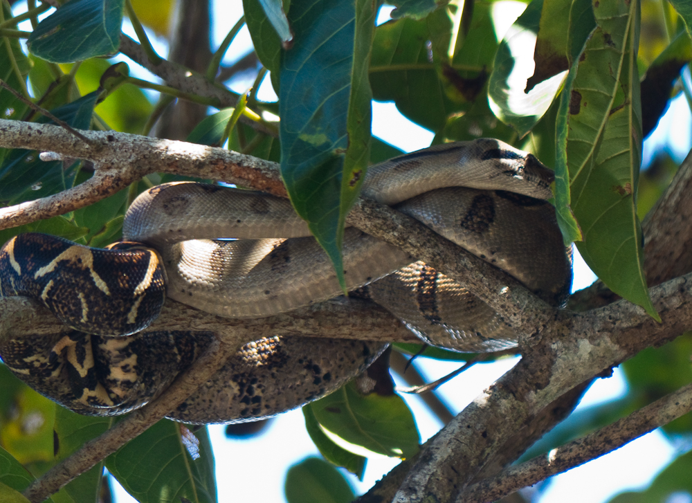Boa constrictor in tree