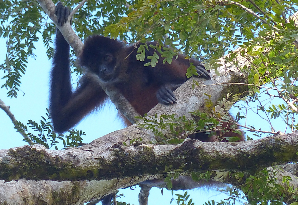 Spider monkey keeping watch