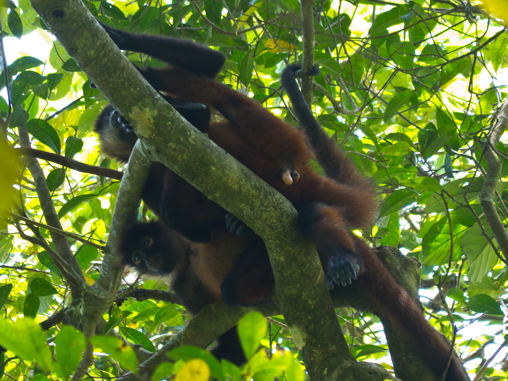 Troop of spider monkeys