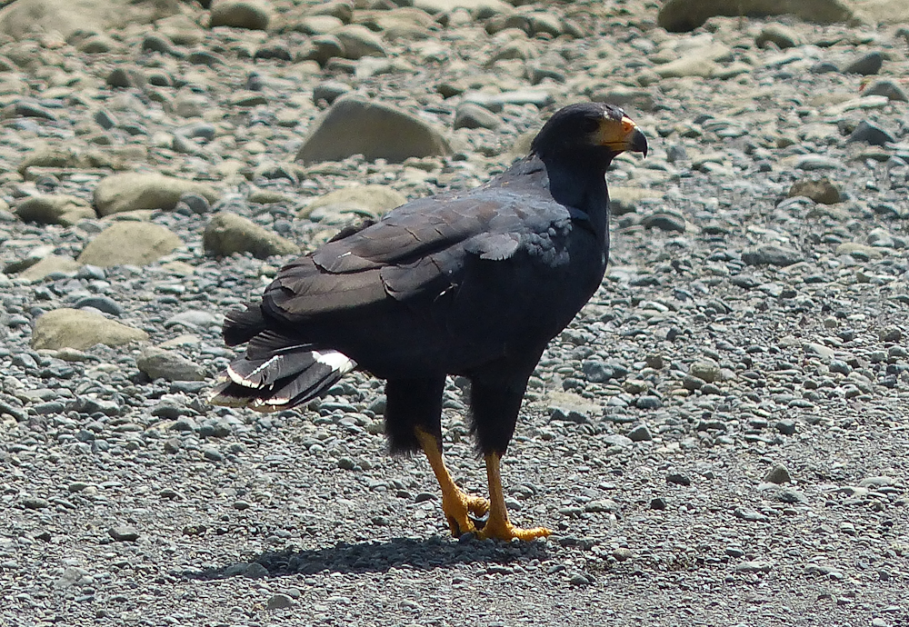 Mangrove black hawk