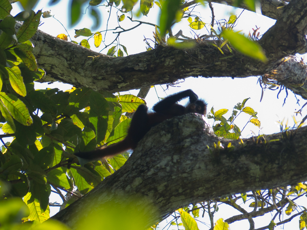 Spider monkey drinking water from a hole in the tree