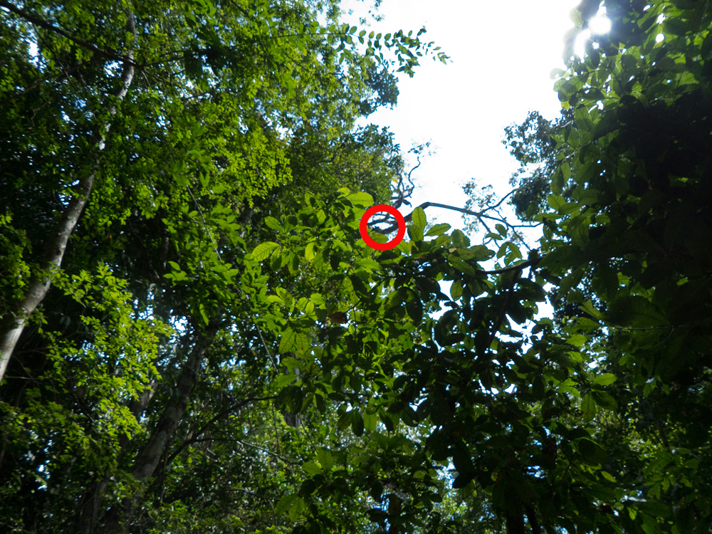 Wide angle view of same monkey