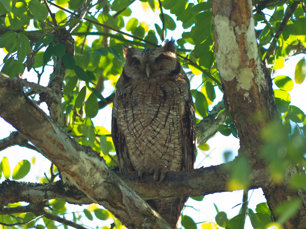 Our guide spotted this tropical screech owl in a tree as we were driving down the road
