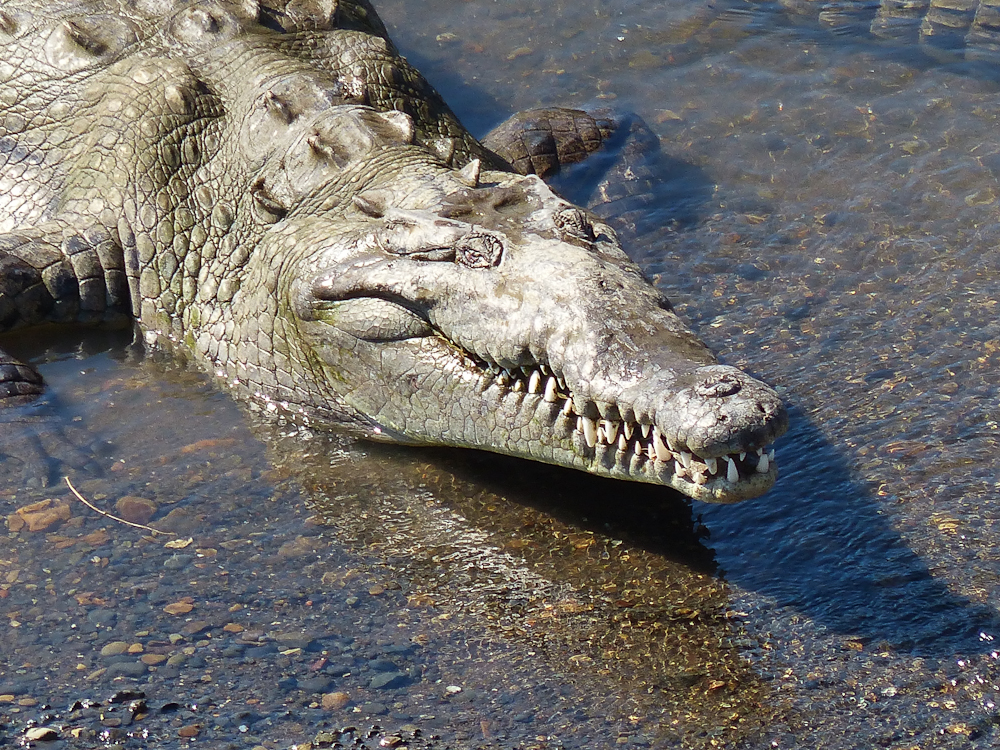 Catching some rays at the Rio Tarcoles bridge