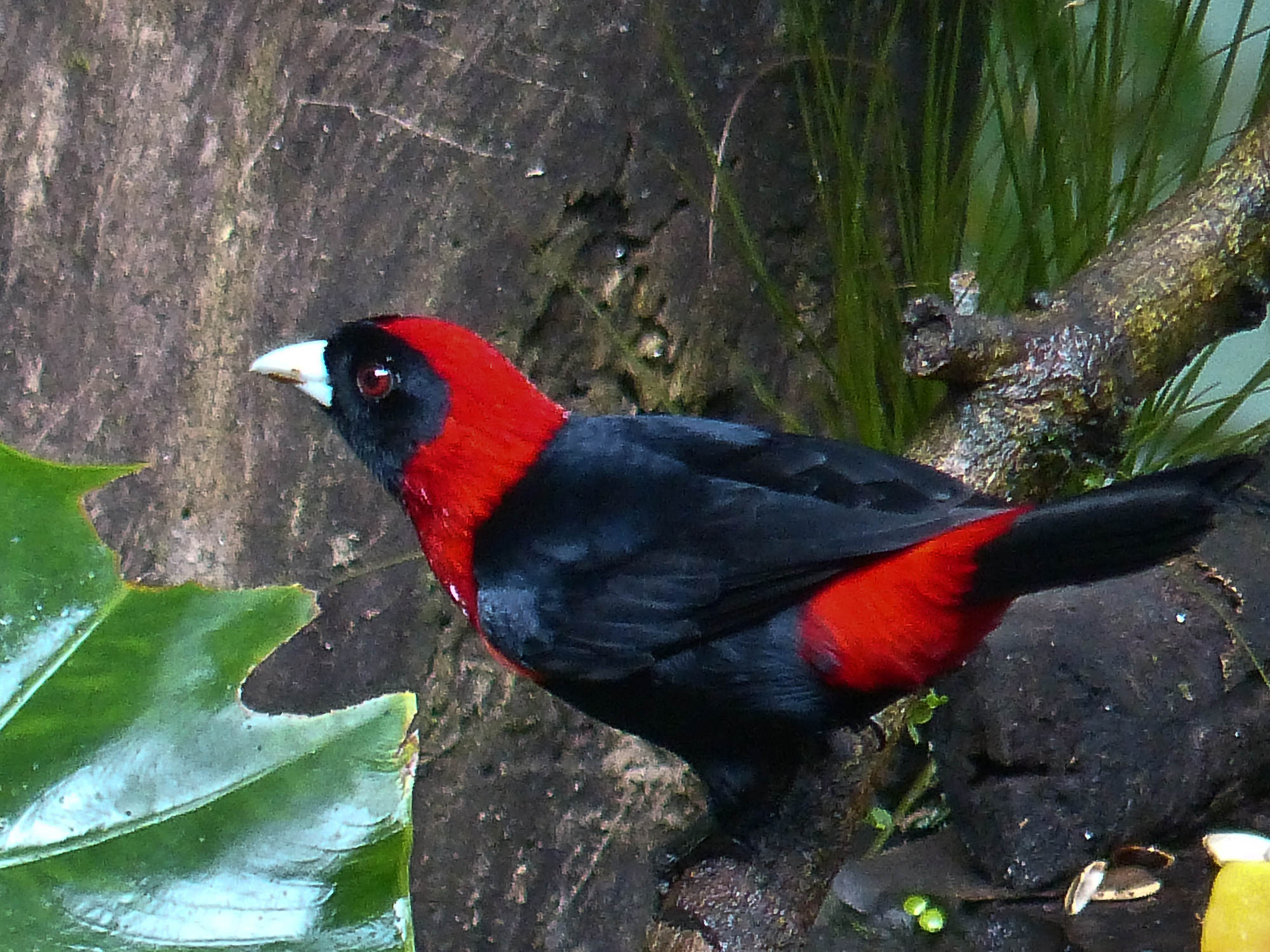 Scarlet collared tanager