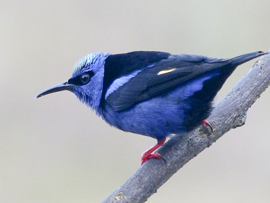Red legged honeycreeper