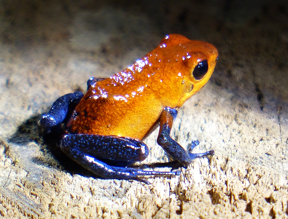 Blue jeans poison dart frog