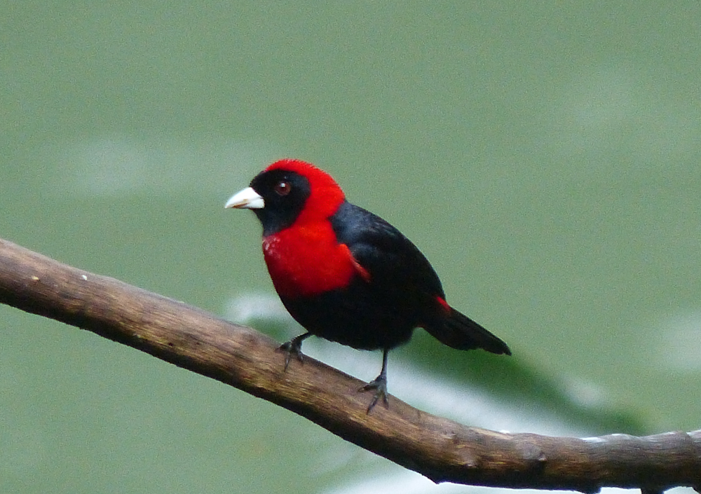 Scarlet collared tanager