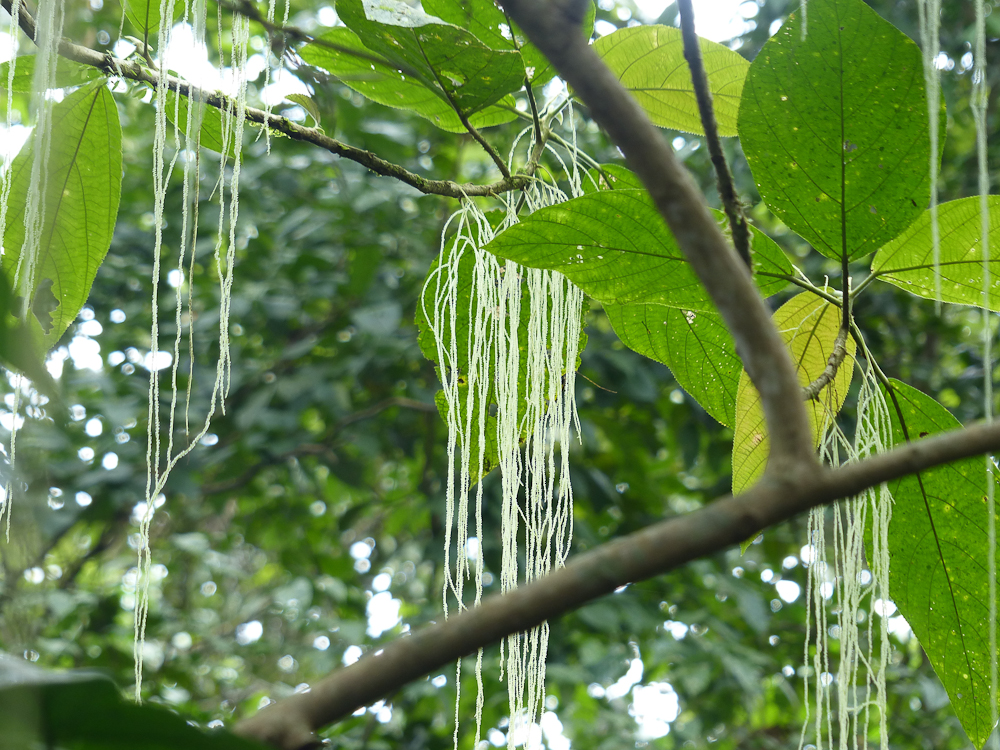 Rainforest flowers