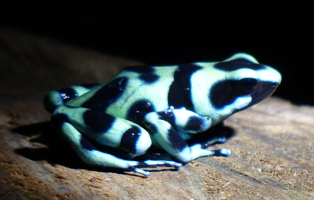Black and green poison dart frog
