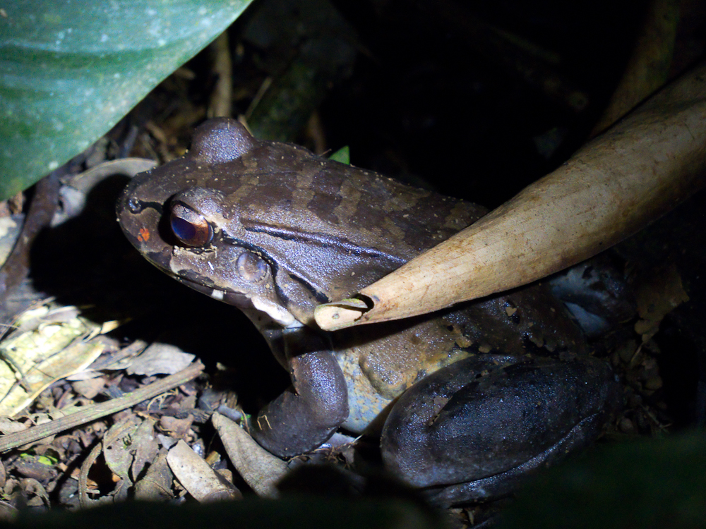 Bull frog at night
