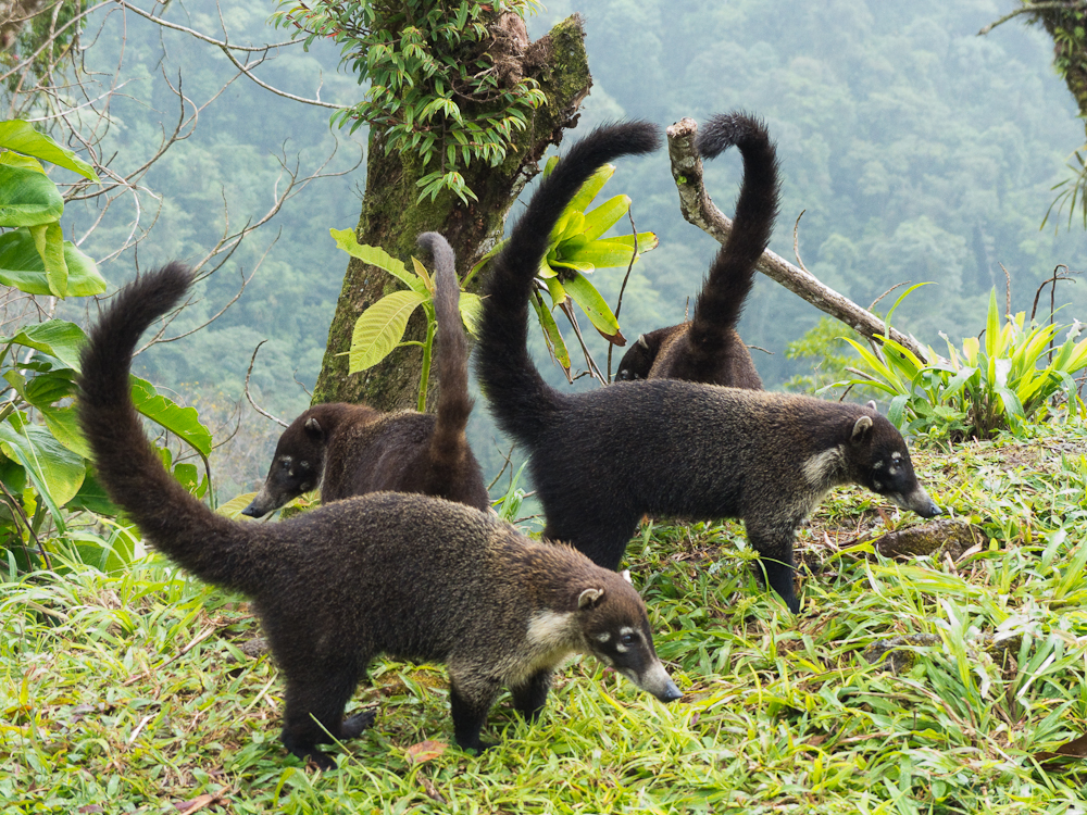 Tails up! A troop of coatimundi