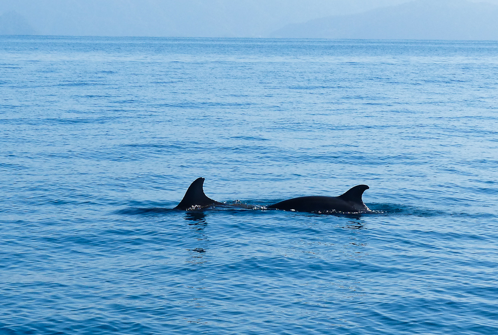 Two dolphins come to inspect the boat