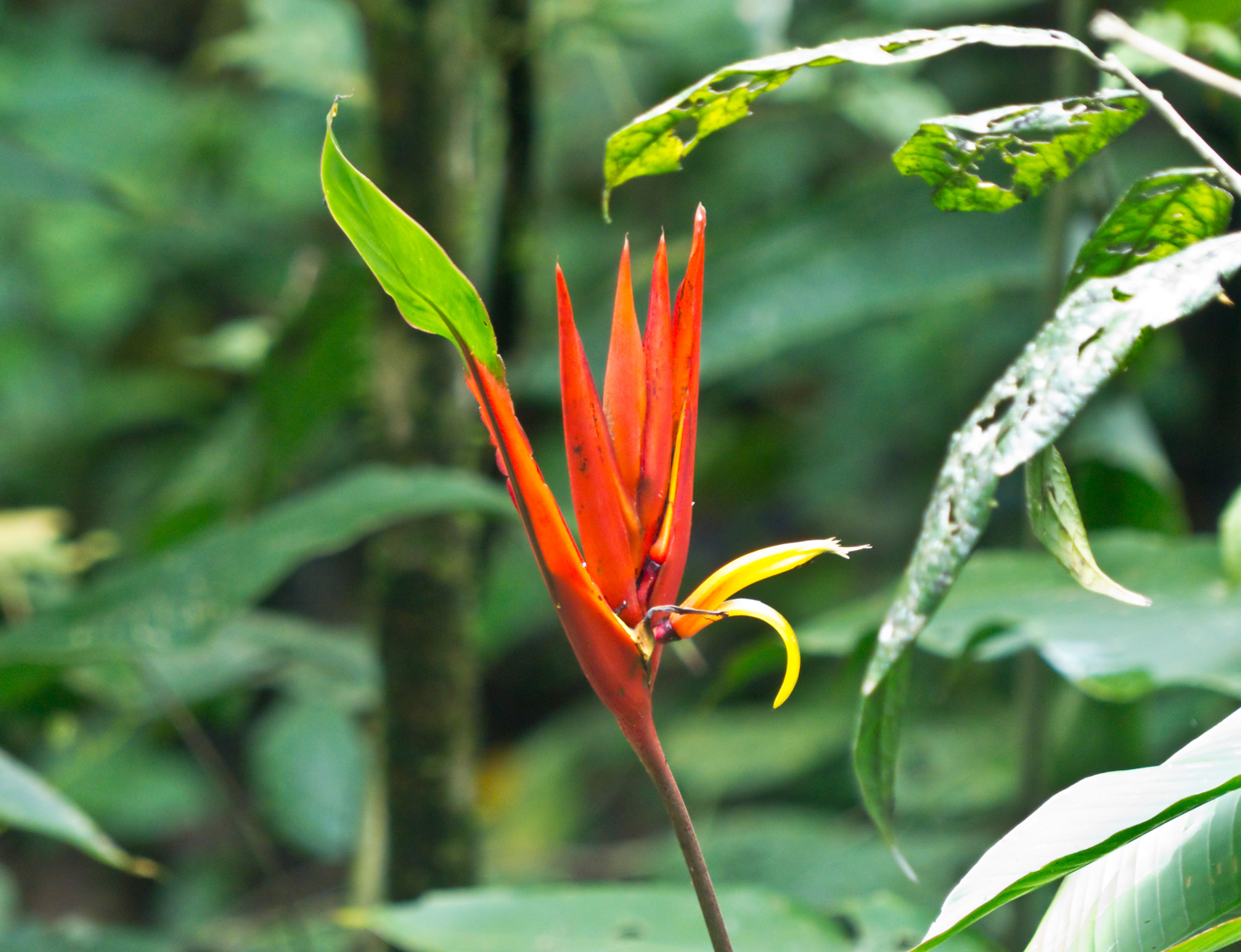 Bird of paradise