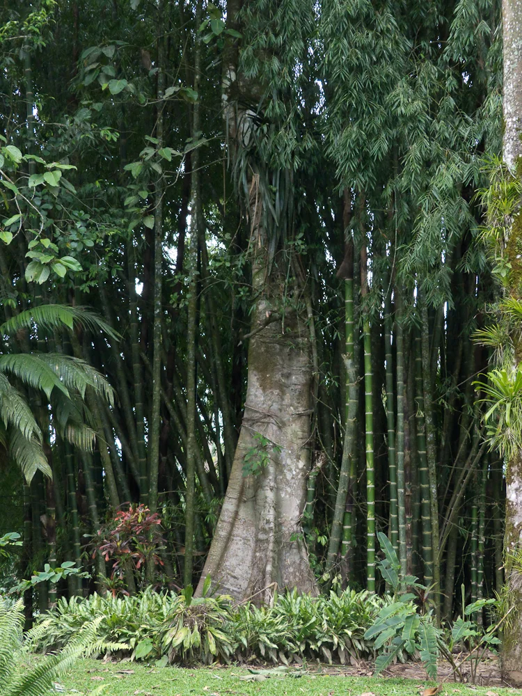 Bamboo stand on Heliconia Island