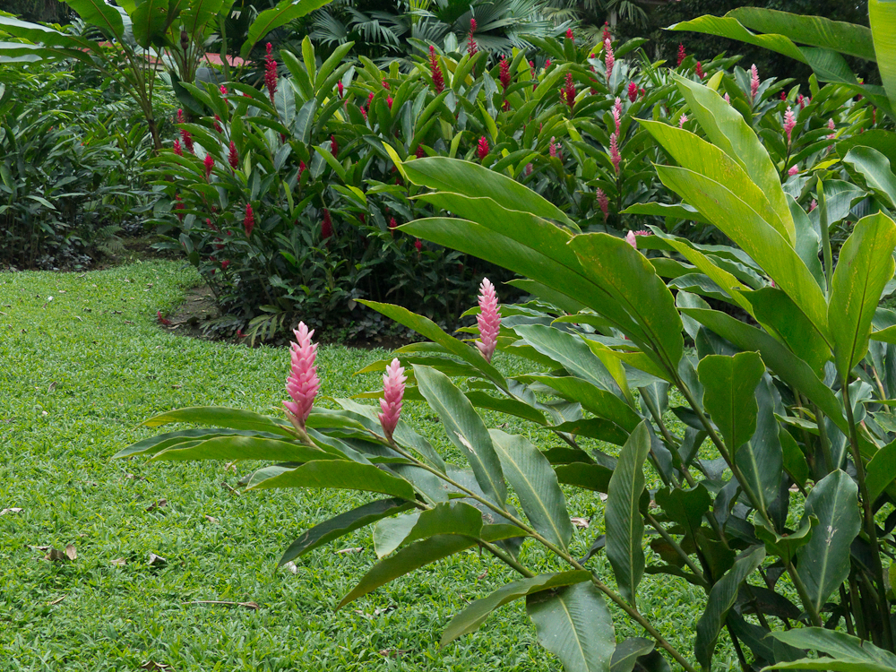 On the grounds of Heliconia Island