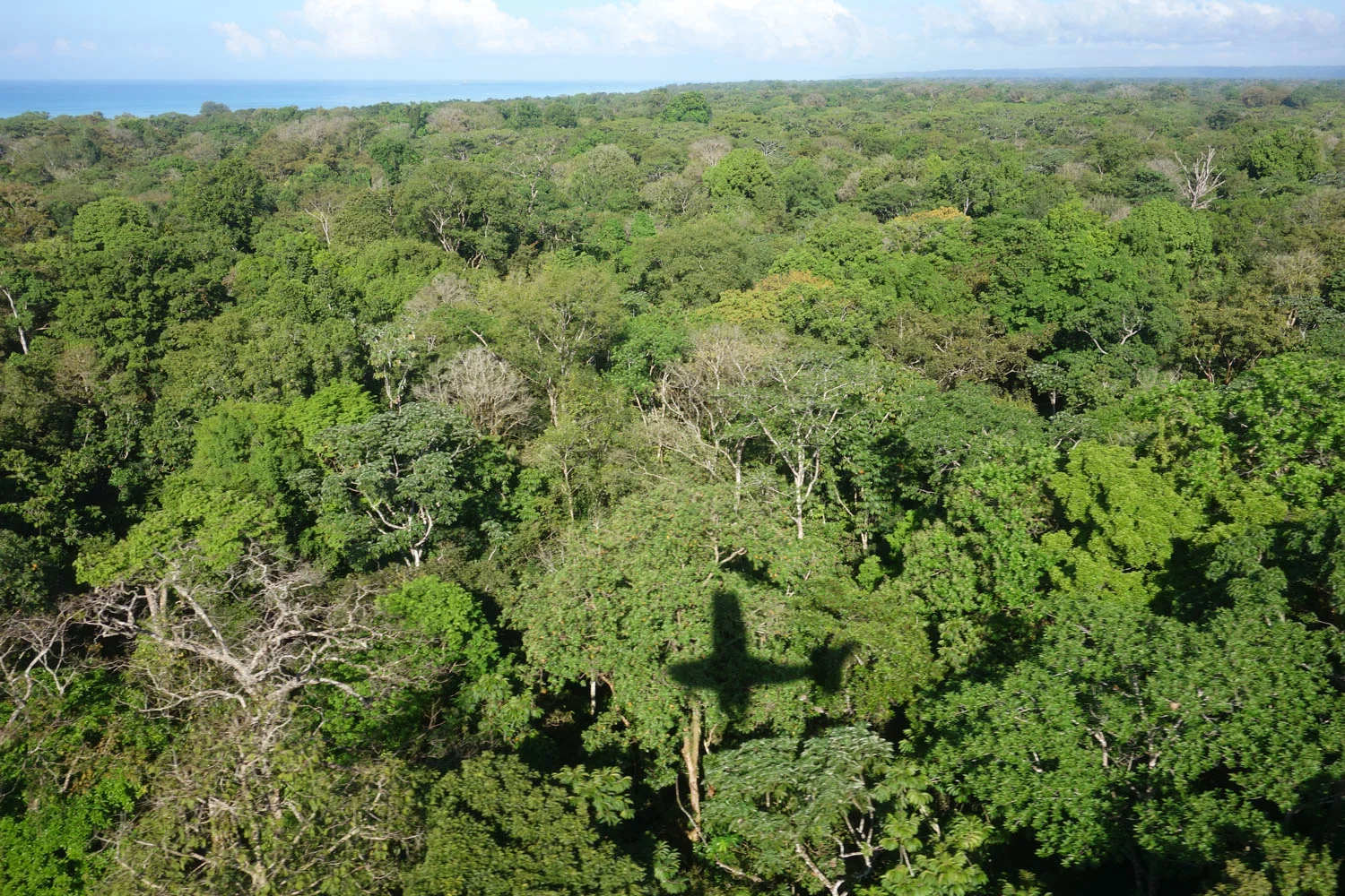 View of the rainforest from the plane