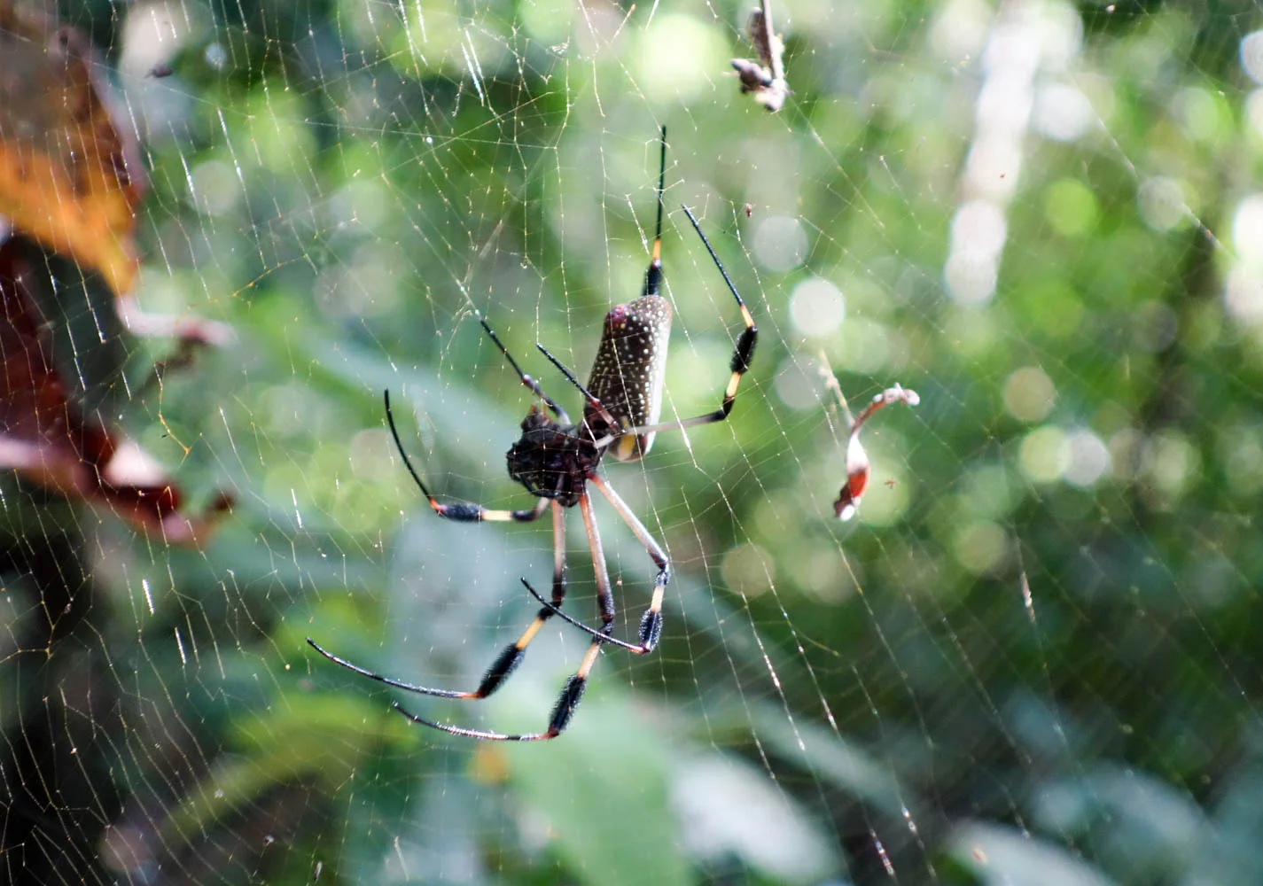 Golden orb spider