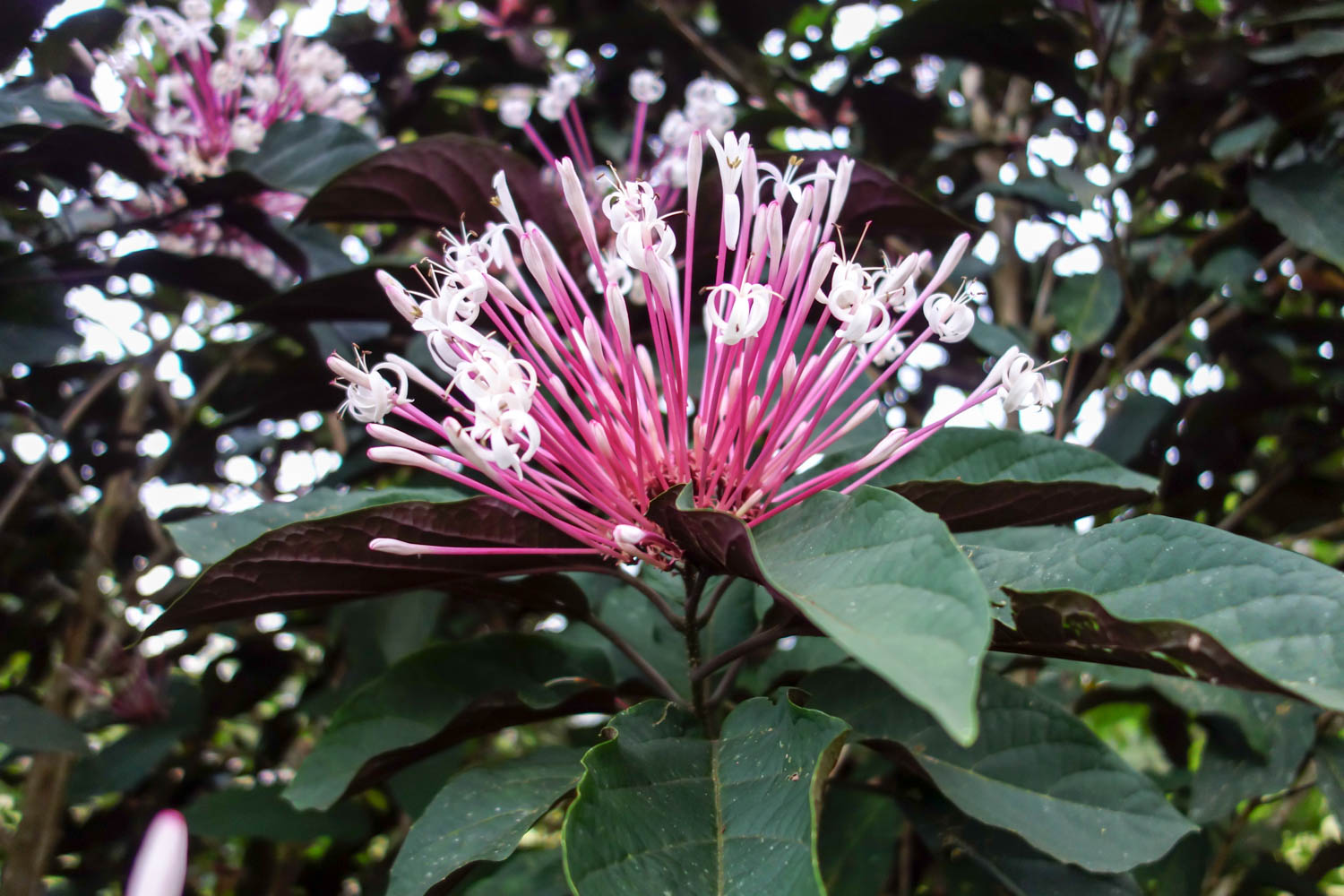 Fireworks flower